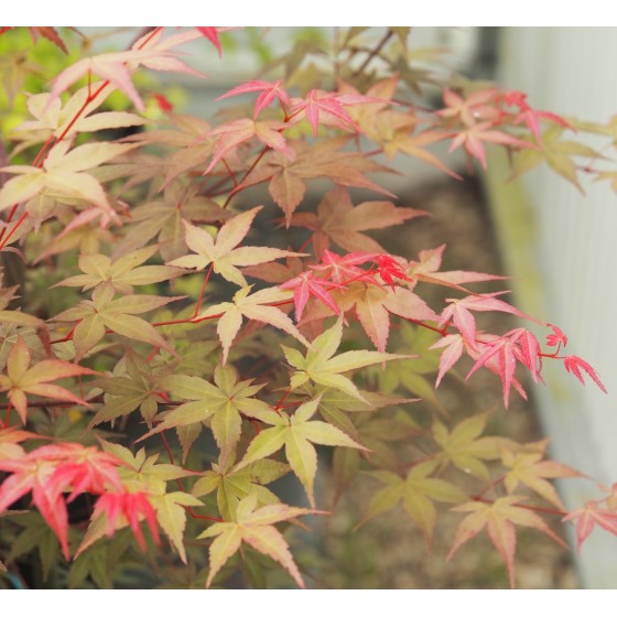 érable "Beni maïko", couleur en été érable "Beni maïko", couleur en été