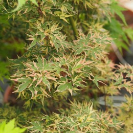 érable "Beni shichihenge" couleur en été