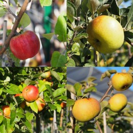 Pommier "Bénédictin", Pommier "Germaine de Brasparts", Pommier "Reinette d'Armorique", Pommier "Reine des Reinettes"