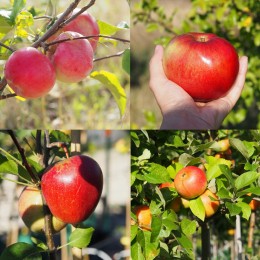 Pommier "Cœur de bœuf", Pommier "Rouge de Lagleygeolle", Pommier "Pay Bou", Pommier "Reine des Reinettes"