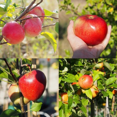 Pommier "Cœur de bœuf", Pommier "Rouge de Lagleygeolle", Pommier "Pay Bou", Pommier "Reine des Reinettes"