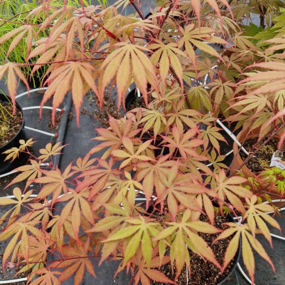 Érable du japon "Nicholsonii", au printemps