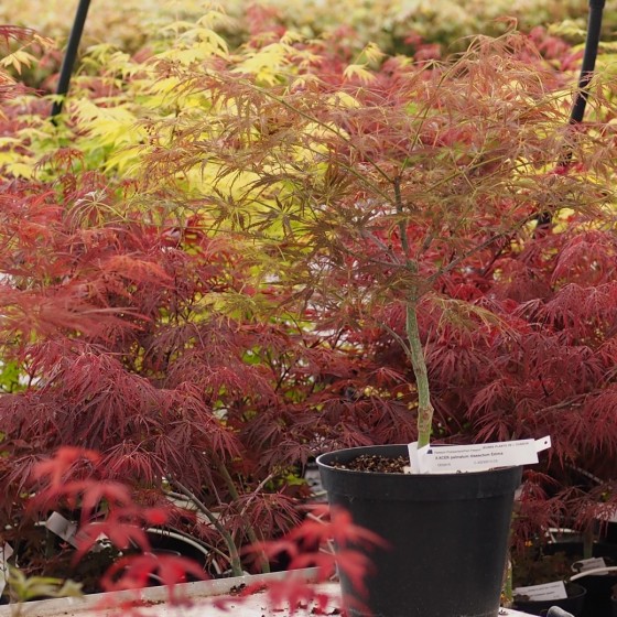Érable du japon "Emma", pot de 4.5 litres