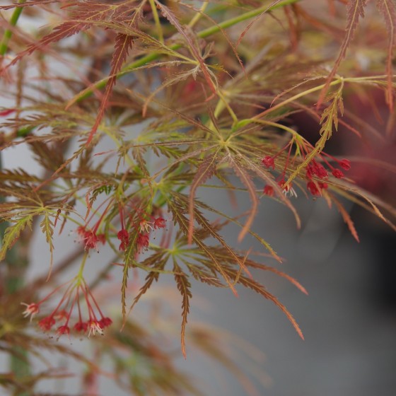 Érable du japon "Emma" au printemps