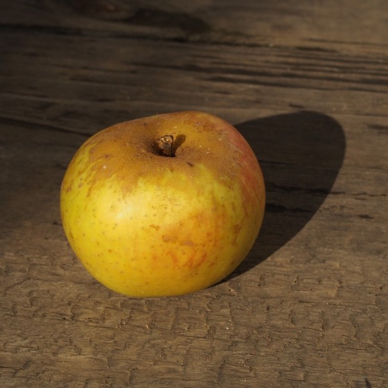 Pommier "Reinette de Brive"