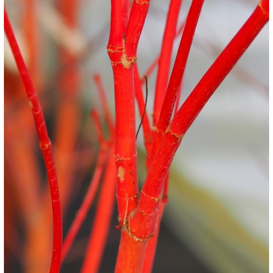 Érable du japon "Sango kaku", bois en hiver Érable du japon "Sango kaku", bois en hiver