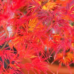 Érable du japon "Emerald Lace", en automne
