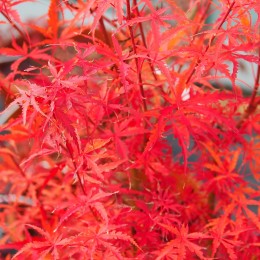 Érable du japon "Dissectum", feuillage en automne