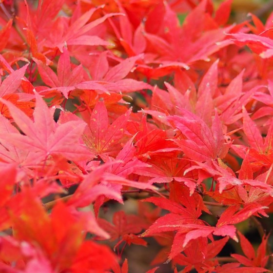 Érable du japon "Shigitatsu Sawa", feuillage rouge en automne Érable du japon "Shigitatsu Sawa", feuillage rouge en automne