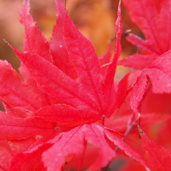 Érable du japon "Shigitatsu Sawa", couleur rouge intense à l'automne Érable du japon "Shigitatsu Sawa", couleur rouge intense à l'automne