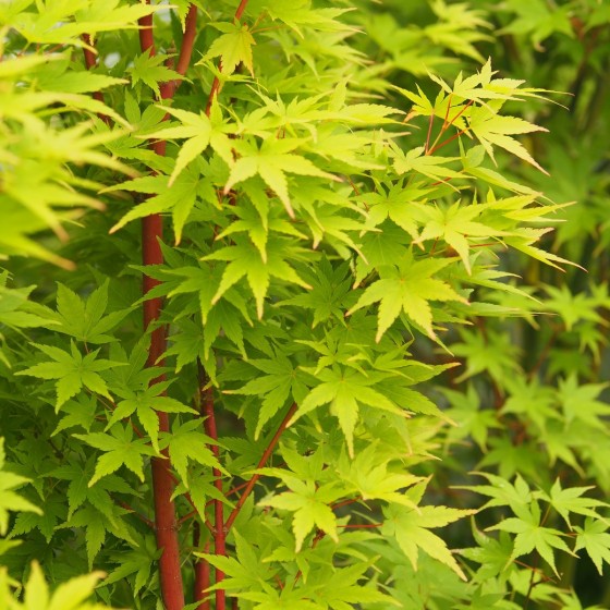érable "Red Wood", feuillage vert frais en été érable "Red Wood", feuillage vert frais en été