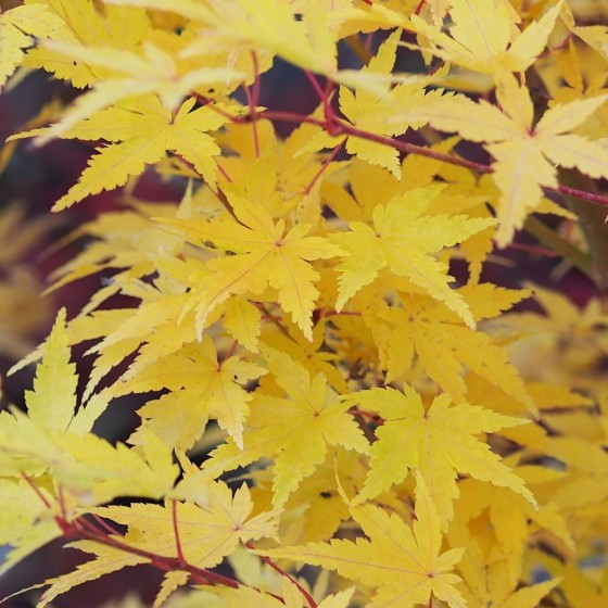 Érable du japon "Red Wood", en automne Érable du japon "Red Wood", en automne