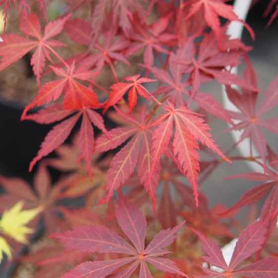 Érable du japon "Sumi Nagashi", au printemps Érable du japon "Sumi Nagashi", au printemps