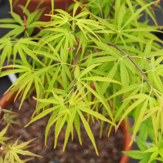 Érable du japon "Linearilobum", vert tendre au printemps