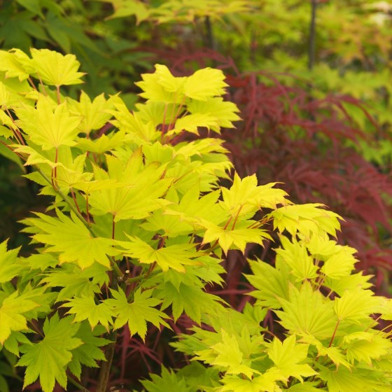érable "Shirasawanum aureum", jaune vif au printemps érable "Shirasawanum aureum", jaune vif au printemps