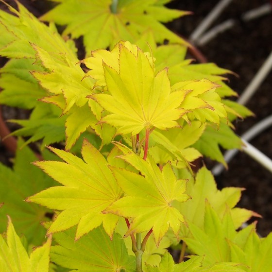 érable "Shirasawanum aureum", feuilles originales érable "Shirasawanum aureum", feuilles originales