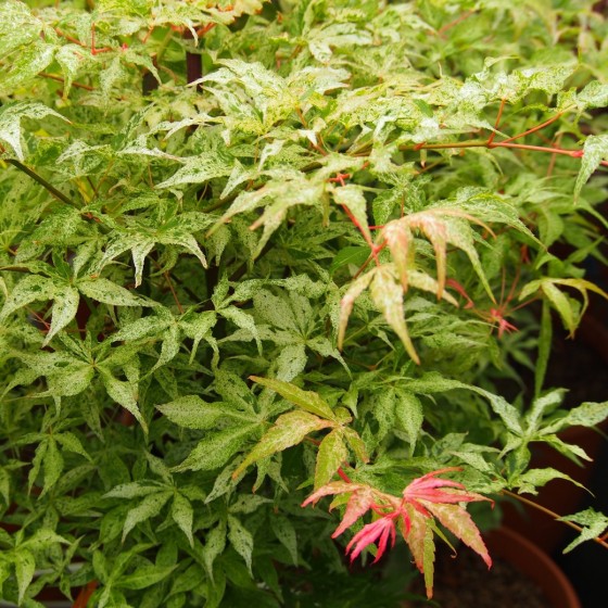 érable "Ukigumo", pousses roses