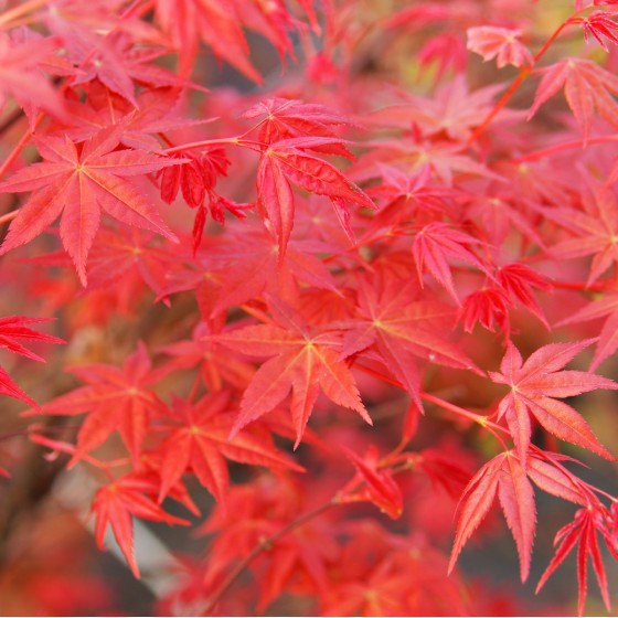 érable du japon Deshojo