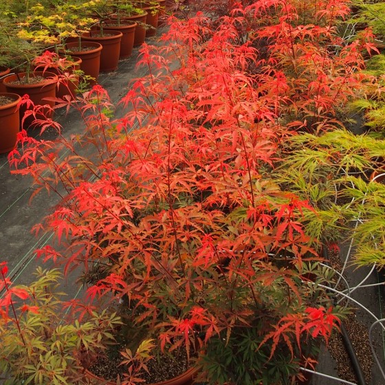 Érable du japon "Jerre Schwartz", au printemps Érable du japon "Jerre Schwartz", au printemps
