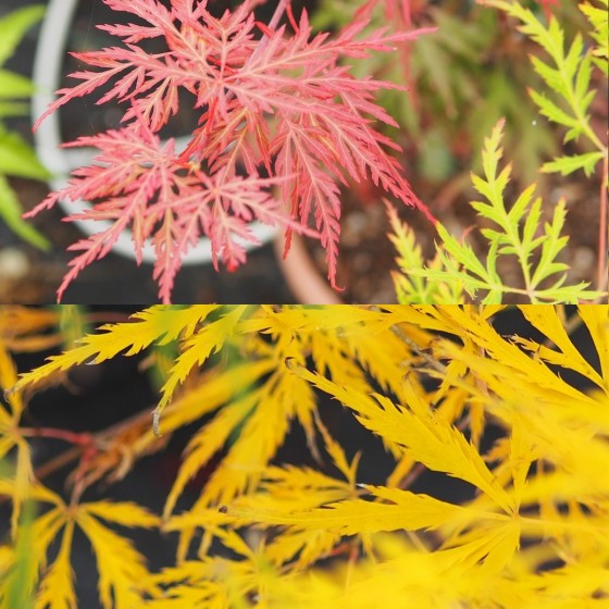 érable du japon "orangeola" et "Flavescens" érable du japon "orangeola" et "Flavescens"