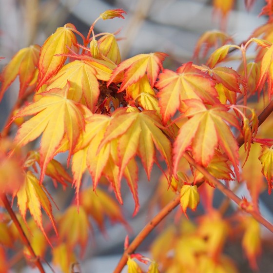 érable du japon "Katsura" au printemps érable du japon "Katsura" au printemps