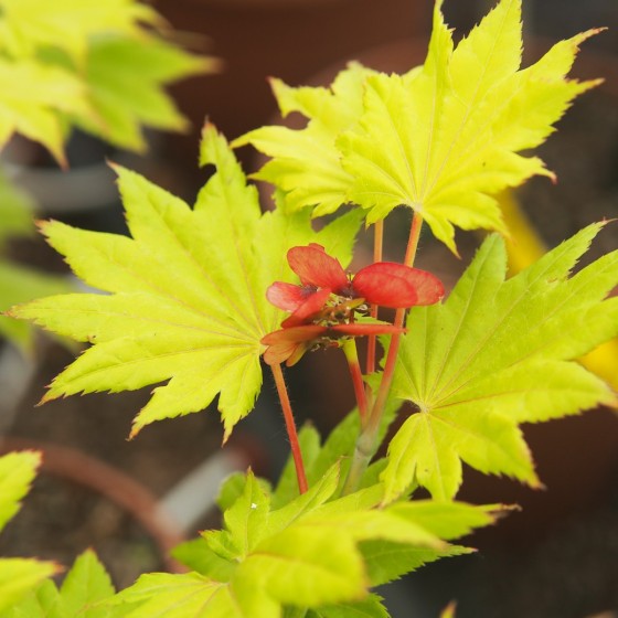 érable "Shirasawanum aureum", samares rouges érable "Shirasawanum aureum", samares rouges