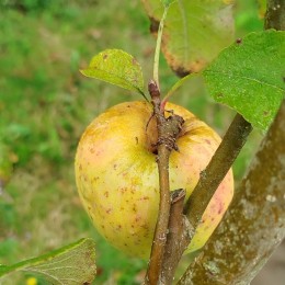 Pommier "Belle Fleur Jaune"
