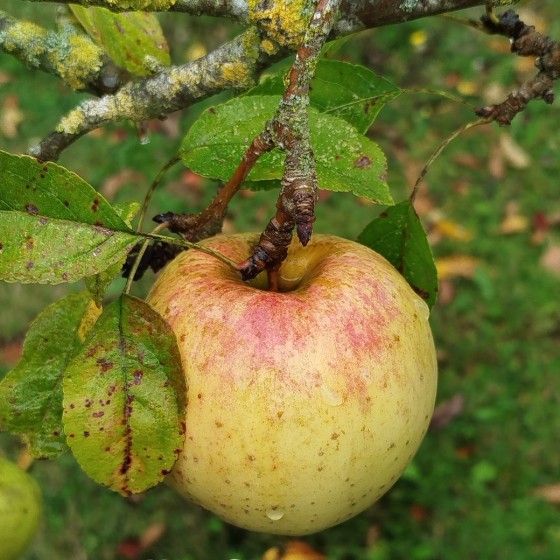 Pommier "Belle Fleur Jaune"