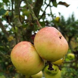 Pommier "Cateau"