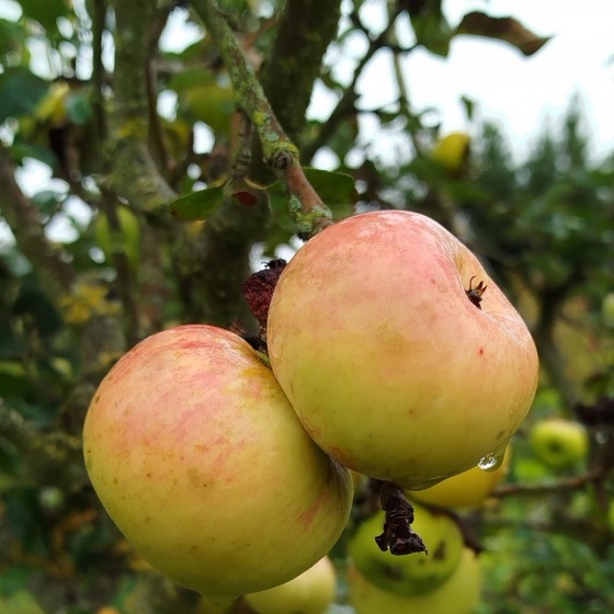 Pommier "Cateau"