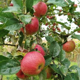 Pommier "Châtaignier du Loiret"
