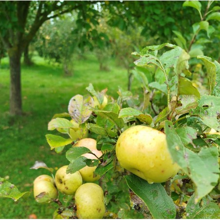 Pommier "Glace d'Orléans"