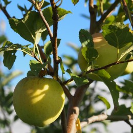 Pommier "Golden délicious"