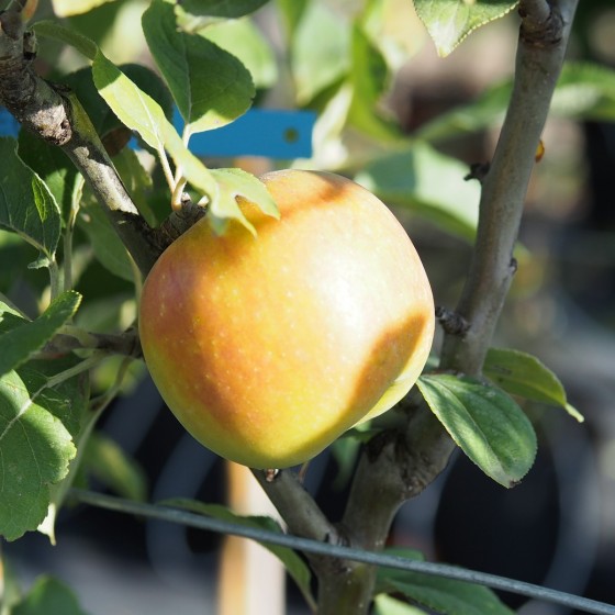 Pommier "Golden délicious"