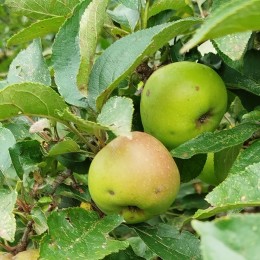 Pommier "Groseille"