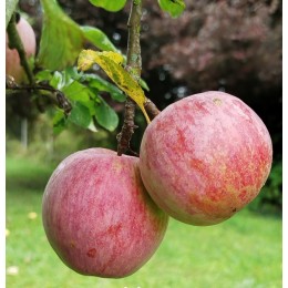 Pommier "Jolibois"