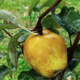 Pommier "Reinette de Maurs"