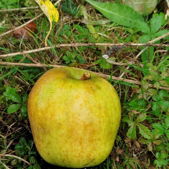 Pommier "Reinette de Maurs"