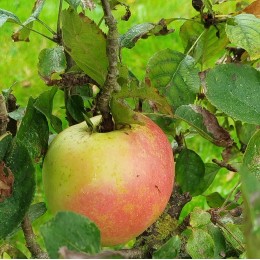 Pommier "Reinette de Courtenay"
