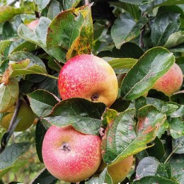 Pommier "Reinette d'Orléans"