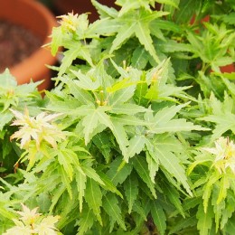 érable "Crispii", feuillage au printemps