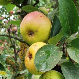 Pommier "Reinette...