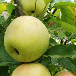 Pommier "Reinette Franche"