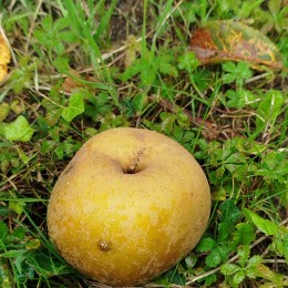 Pommier "Reinette grise ancienne"