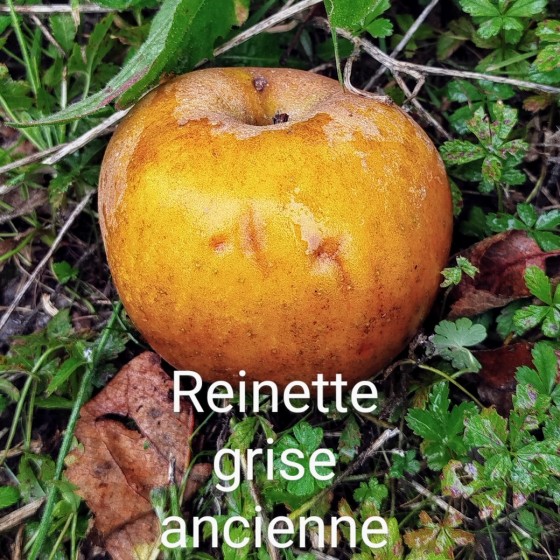 Pommier "Reinette grise ancienne"