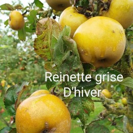 Pommier "Reinette grise d'hiver"