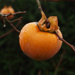 KAKI POMME "Hana Fuyu"