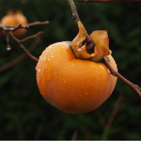 KAKI POMME "Hana Fuyu"