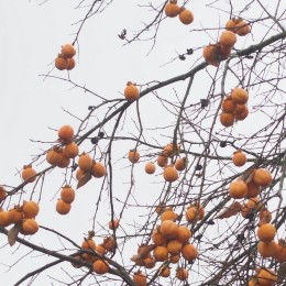 Plaqueminier "Muscat" décoratif