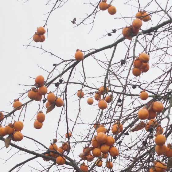 Plaqueminier "Muscat" décoratif